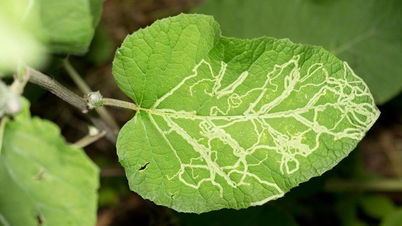 Tiny Larvae Stay Hidden Between The Leaf Surfaces Tiny Larvae Stay Hidden Between The Leaf Surfaces