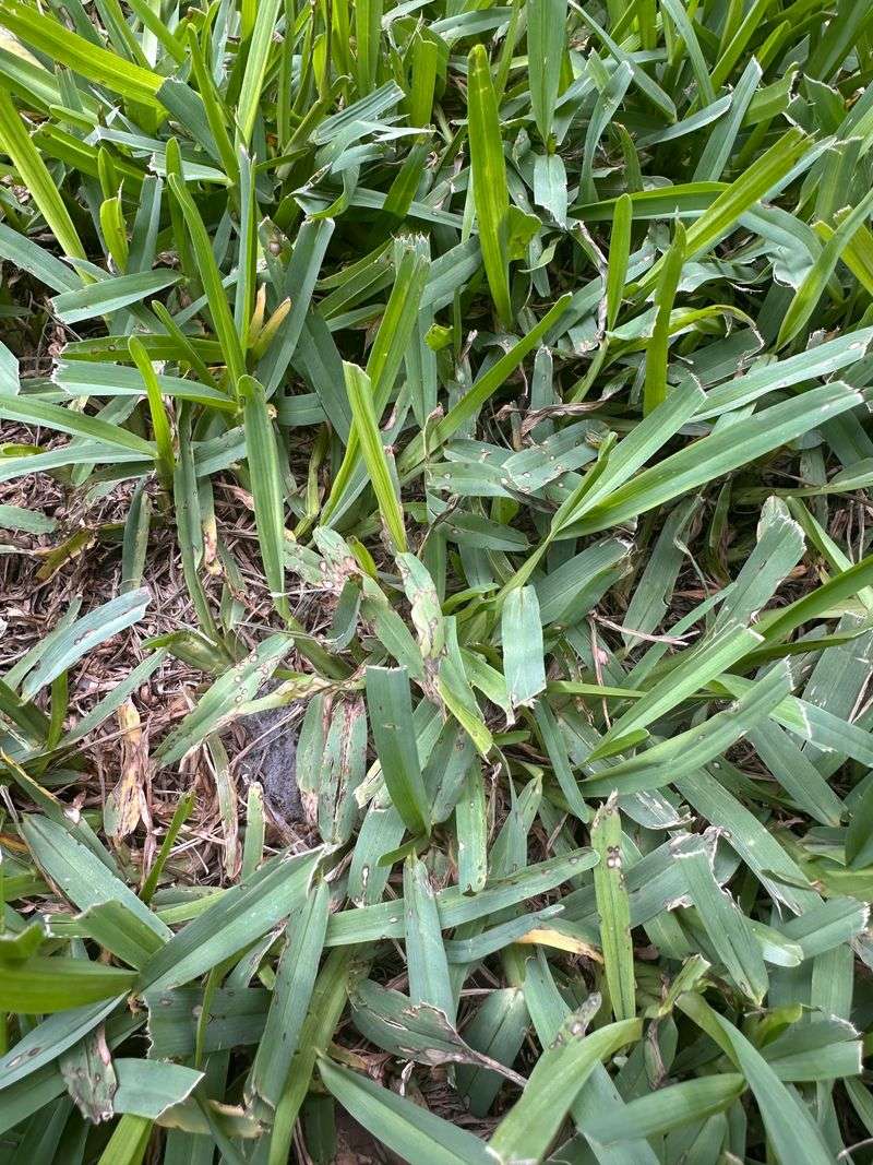 Tiny Lesions Can Spread Into A Lawn That Suddenly Looks Thin Tiny Lesions Can Spread Into A Lawn That Suddenly Looks Thin