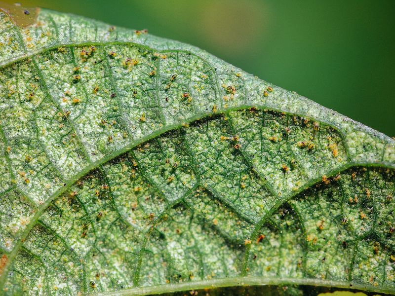 Tiny Moving Mites Are Visible On Leaf Undersides
