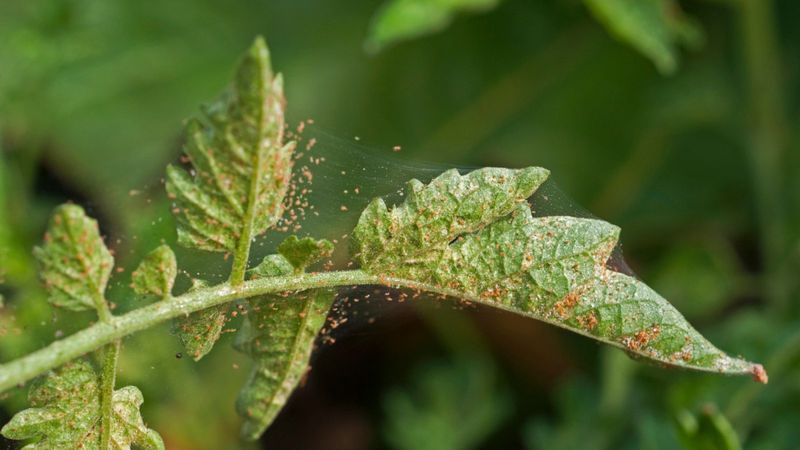 Tiny Moving Mites On The Undersides Of Leaves