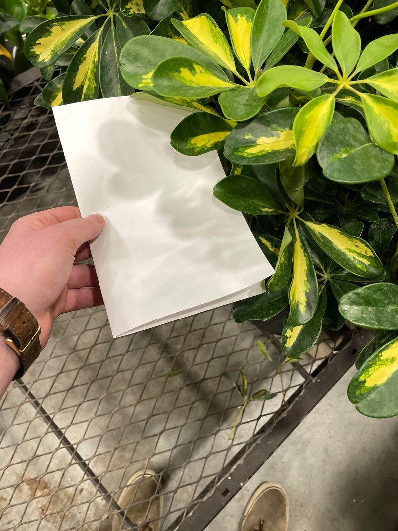 Tiny Moving Specks Appear During A White-Paper Test