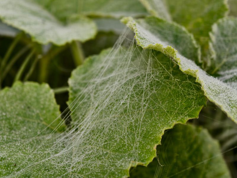 Tiny Pale Spots Scattered Across Leaves