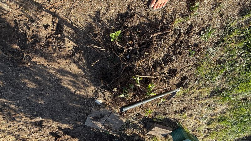 Tiny Root Pieces Can Keep The Patch Alive Tiny Root Pieces Can Keep The Patch Alive