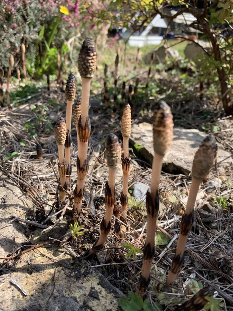 Tiny Root Pieces Turning Into Brand-New Shoots