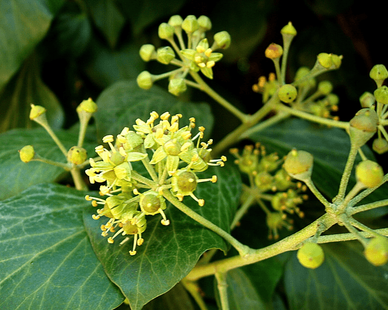 Tiny Seeds Helping Cape Ivy Travel Farther