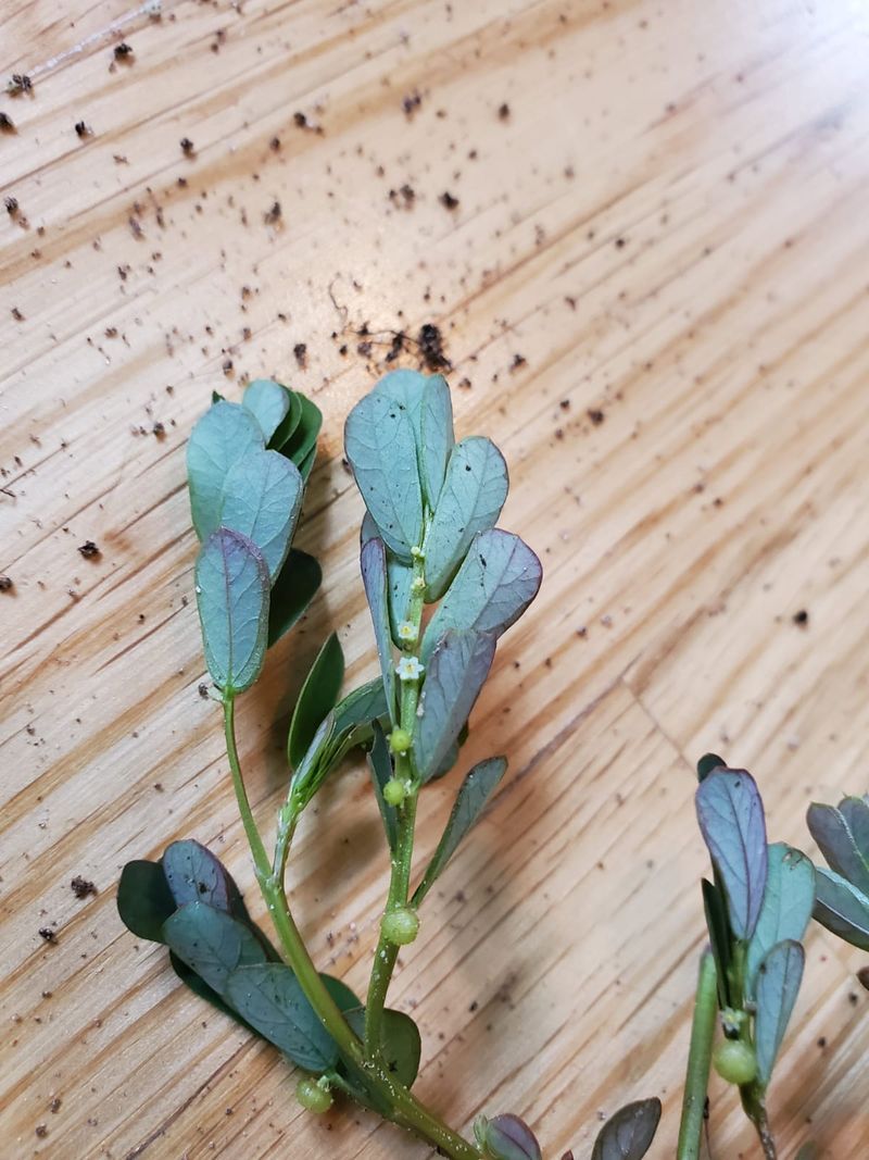 Tiny Seeds Hide Along The Undersides Of Its Branches
