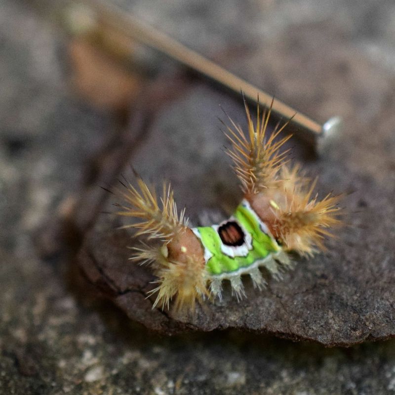 Tiny Spines Make Touching It A Bad Idea