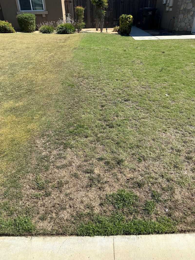 Tiny Straw Circles Can Be A Dollar Spot Clue