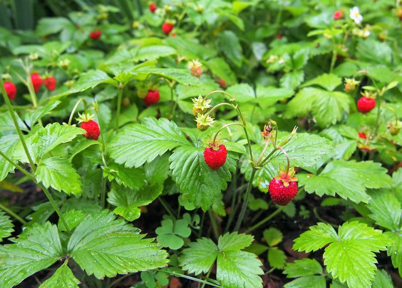 Tiny Strawberries Add Extra Garden Appeal Tiny Strawberries Add Extra Garden Appeal
