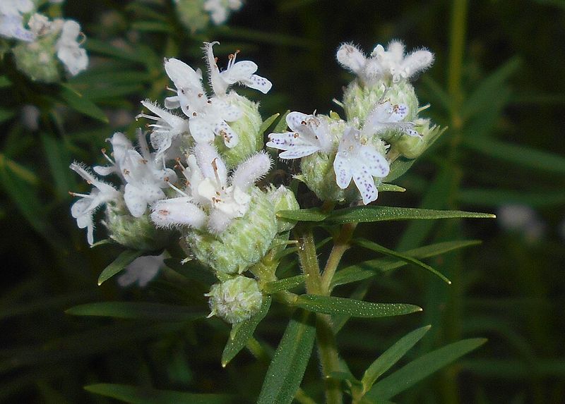 Tiny Summer Flowers Keep Pollinators Coming Back