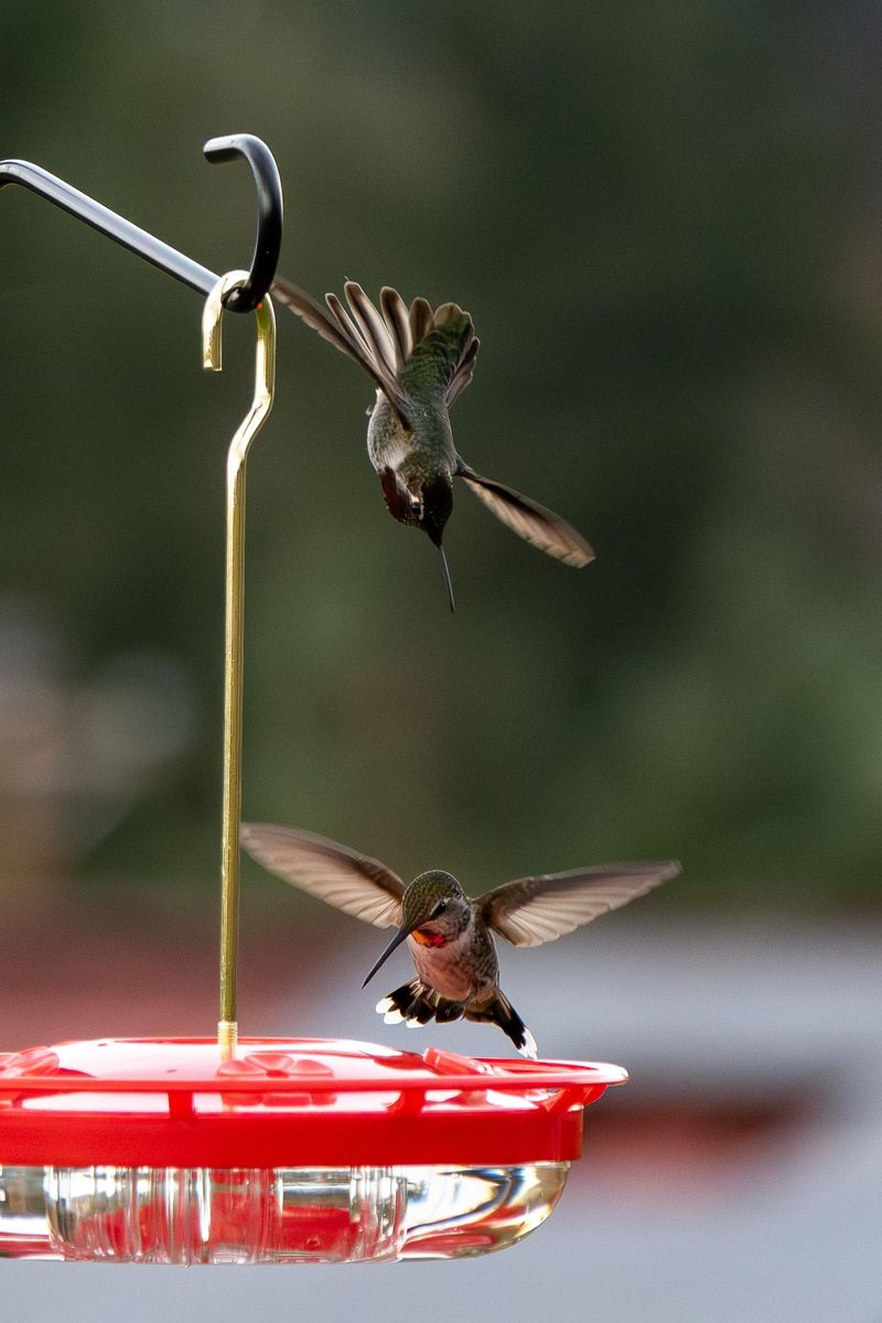Tiny Territorial Battles Are Heating Up Tiny Territorial Battles Are Heating Up