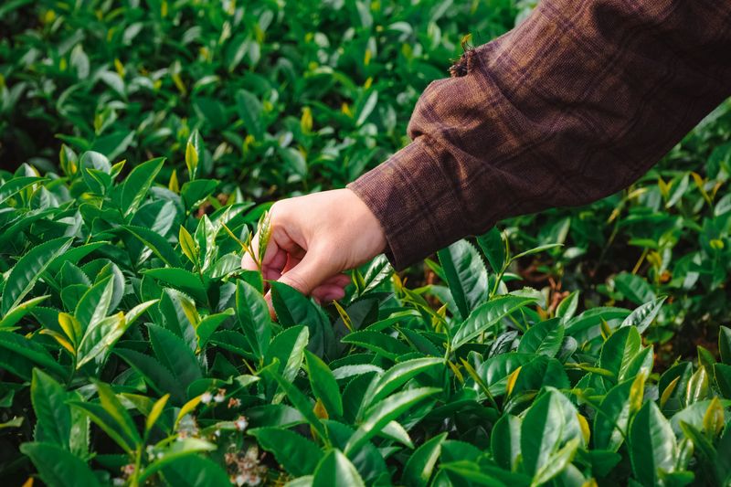 Tips For Keeping Your Tea Garden Thriving Year-Round