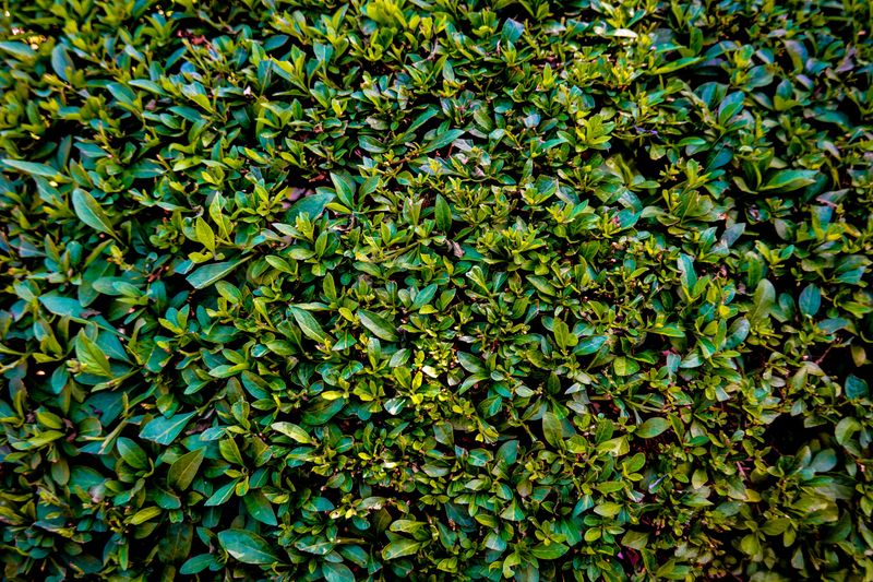 Tips For Switching Your Hedge To Inkberry Tips For Switching Your Hedge To Inkberry