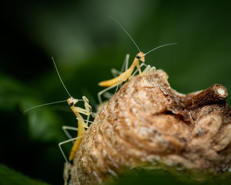 Tips To Attract And Support Mantises