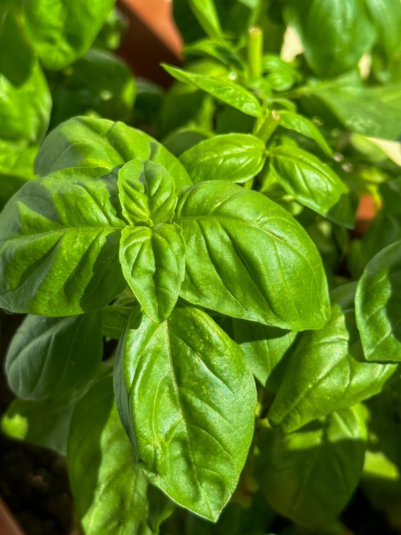 Tips To Maximize Basil's Fly-Repelling Power