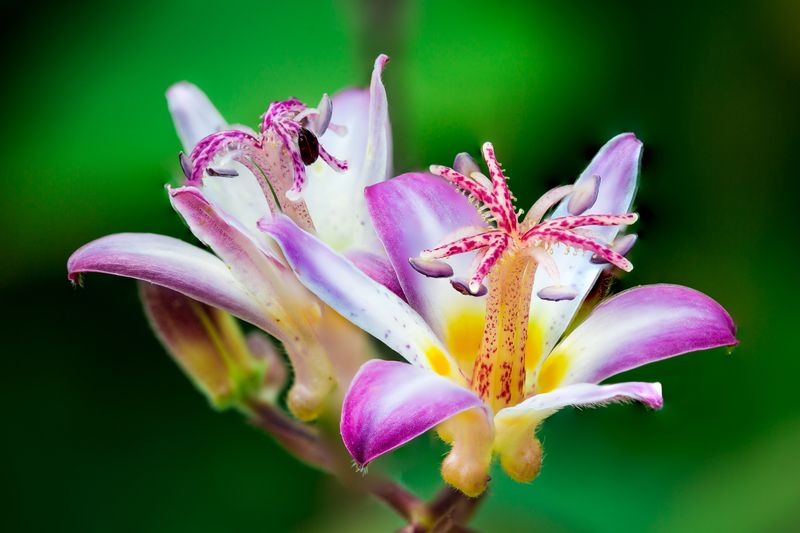 Toad Lily