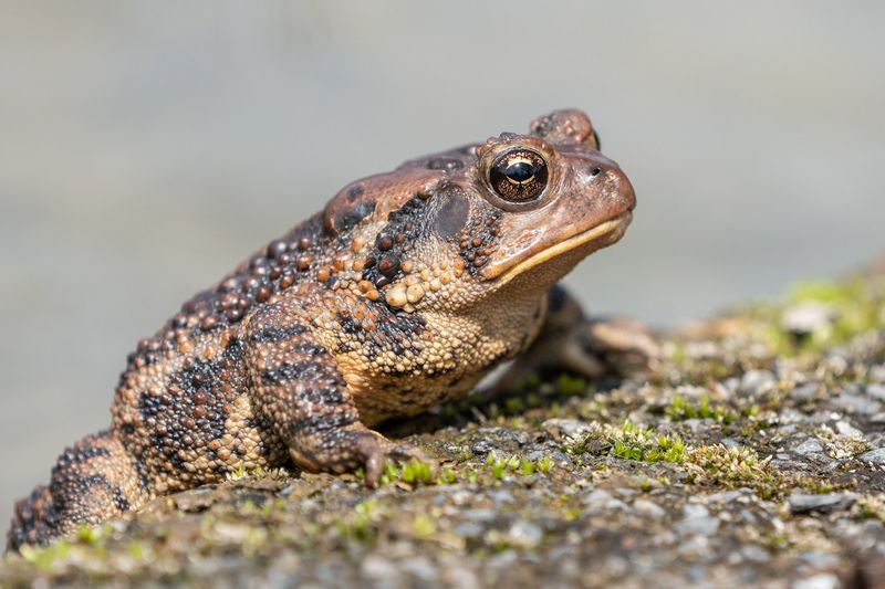 Toads Eat Garden Invertebrates—But Not Only Pests Toads Eat Garden Invertebrates—But Not Only Pests