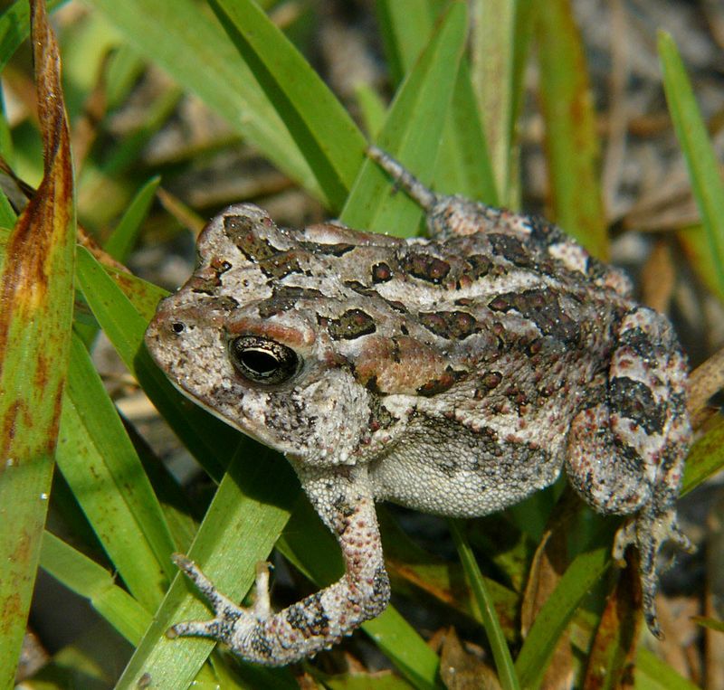 Toads Often Return To The Same Spot Year After Year Toads Often Return To The Same Spot Year After Year