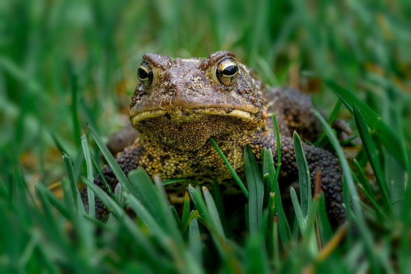 Toads Provide Free Pest Control All Season Toads Provide Free Pest Control All Season
