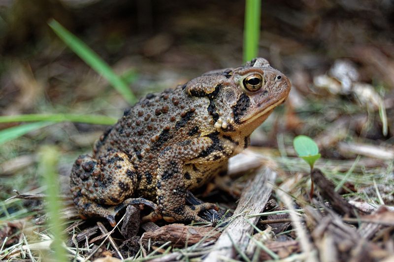 Toads Signal A Healthy Insect Population Toads Signal A Healthy Insect Population