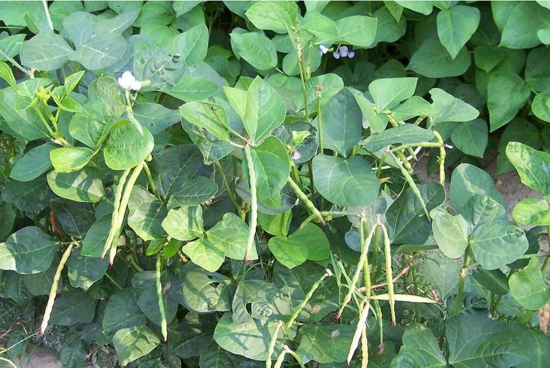 Tolerance Matters More Than Pretending The Roots Are Immune