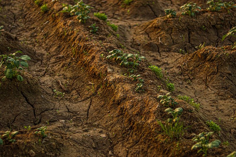 Tolerates Poor Soil Easily