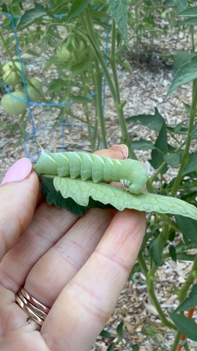 Tomato And Tobacco Hornworms Can Remove Foliage Fast