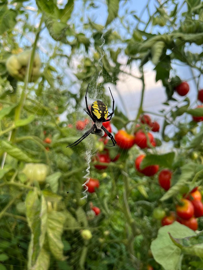 Tomato Cages Offer The Perfect Web Anchor Points
