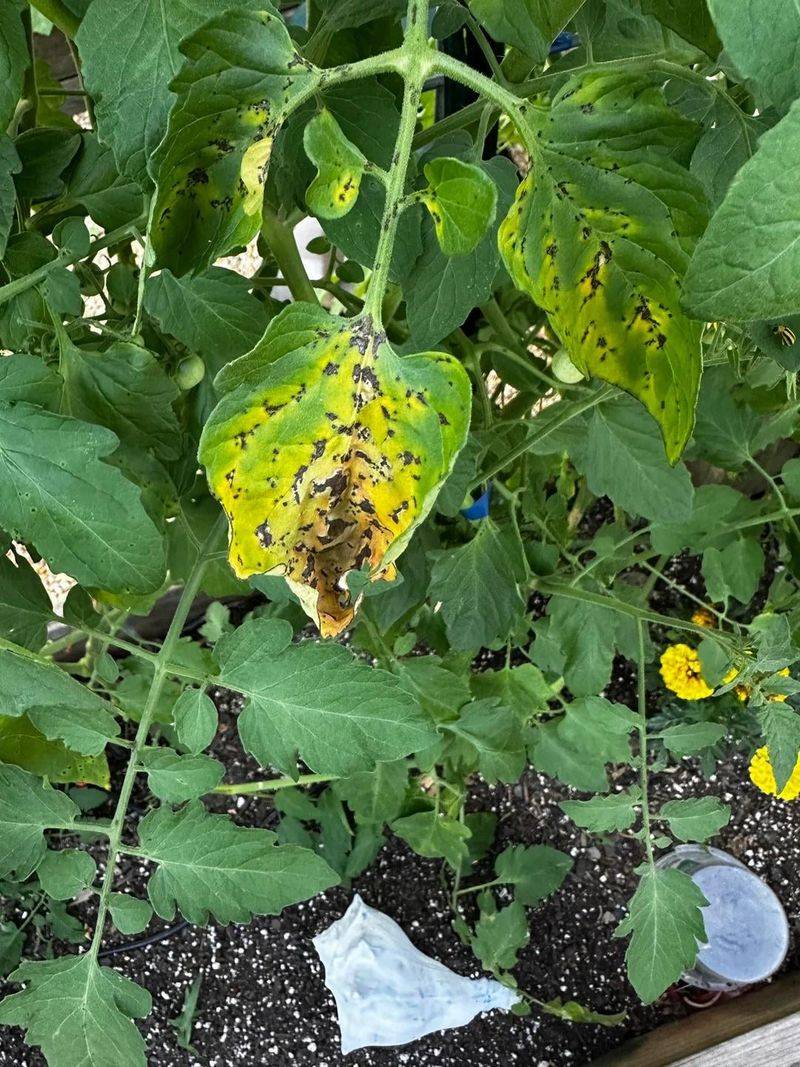 Tomato Debris Means Next Year’s Infection Can Start Early Tomato Debris Means Next Year’s Infection Can Start Early