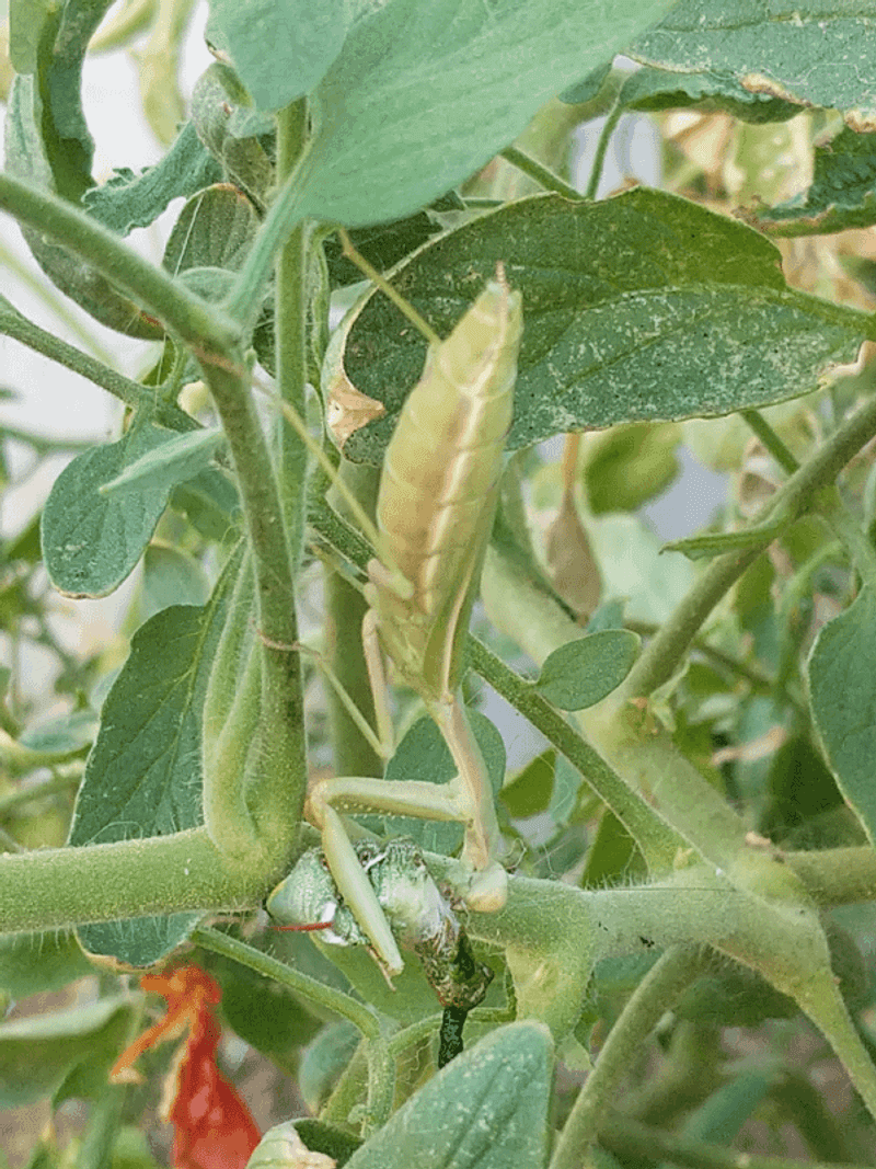 Tomato Plants Attract The Insects Mantises Hunt Tomato Plants Attract The Insects Mantises Hunt