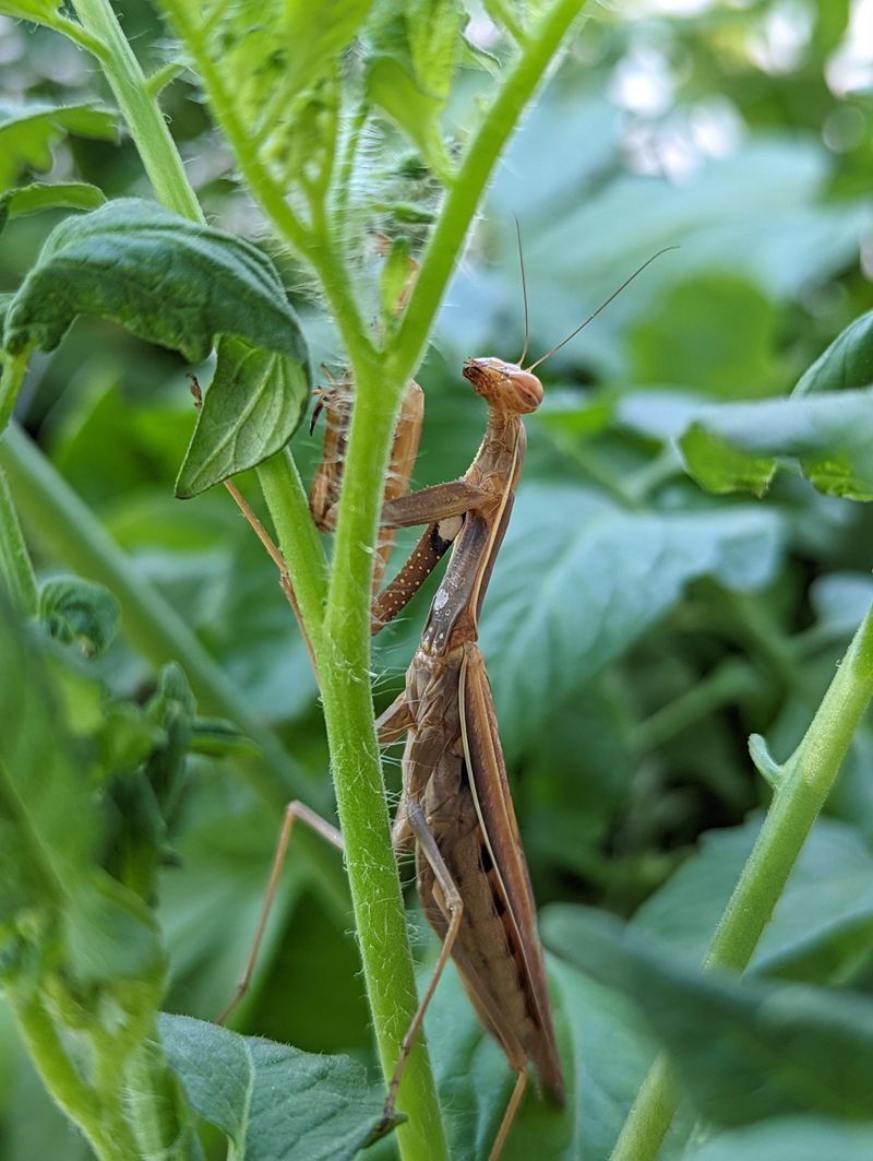 Tomato Plants Send Out The Invitation Tomato Plants Send Out The Invitation