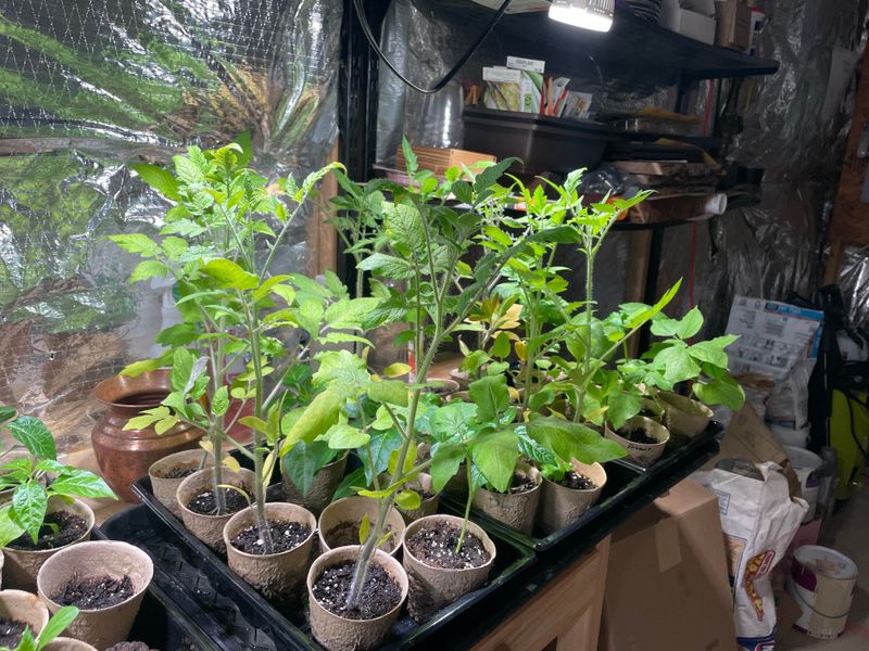 Tomato Transplants Get The Fall Harvest Started Early Tomato Transplants Get The Fall Harvest Started Early