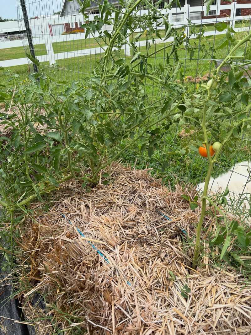 Tomatoes