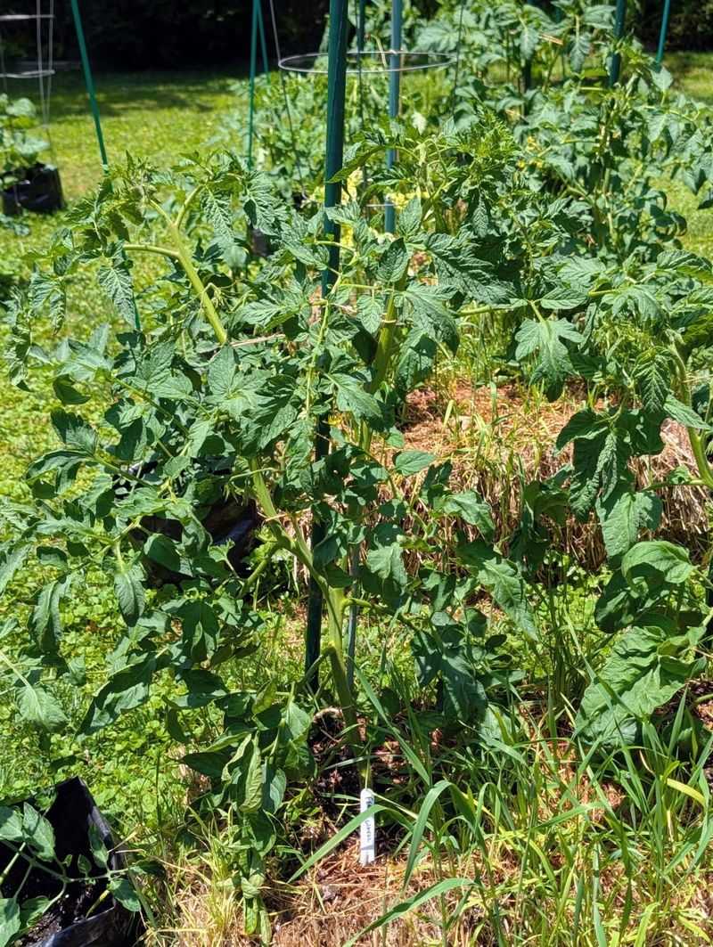 Tomatoes