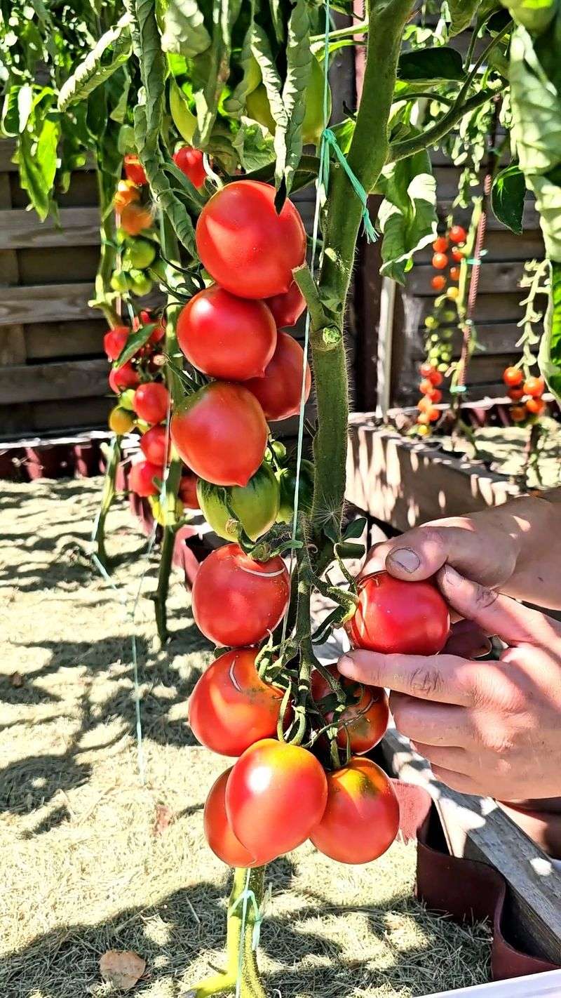 Tomatoes Tomatoes
