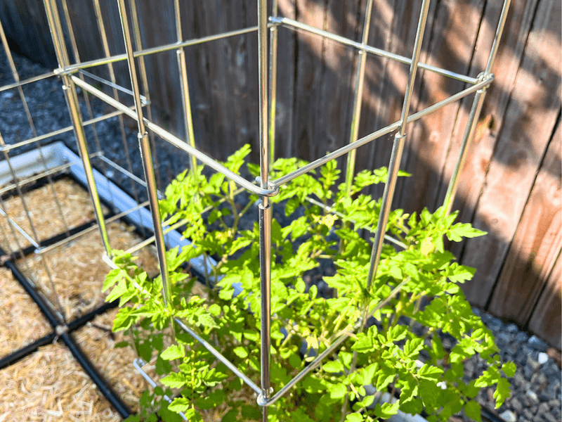 Tomatoes And Cucumbers Work Well With Support Tomatoes And Cucumbers Work Well With Support