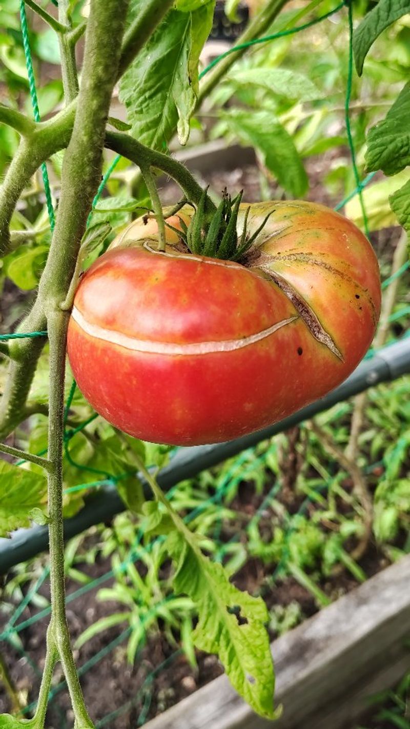 Tomatoes And Peppers Are Most Vulnerable To Loss Tomatoes And Peppers Are Most Vulnerable To Loss