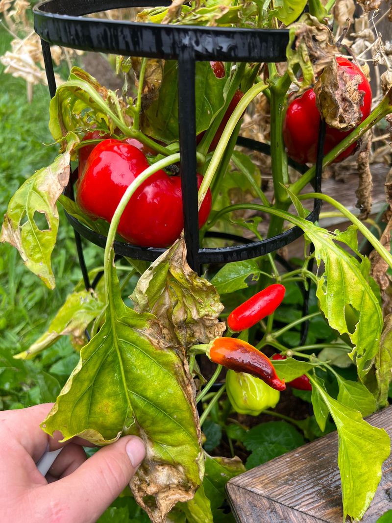 Tomatoes And Peppers Need Less Pushing In Extreme Heat Tomatoes And Peppers Need Less Pushing In Extreme Heat