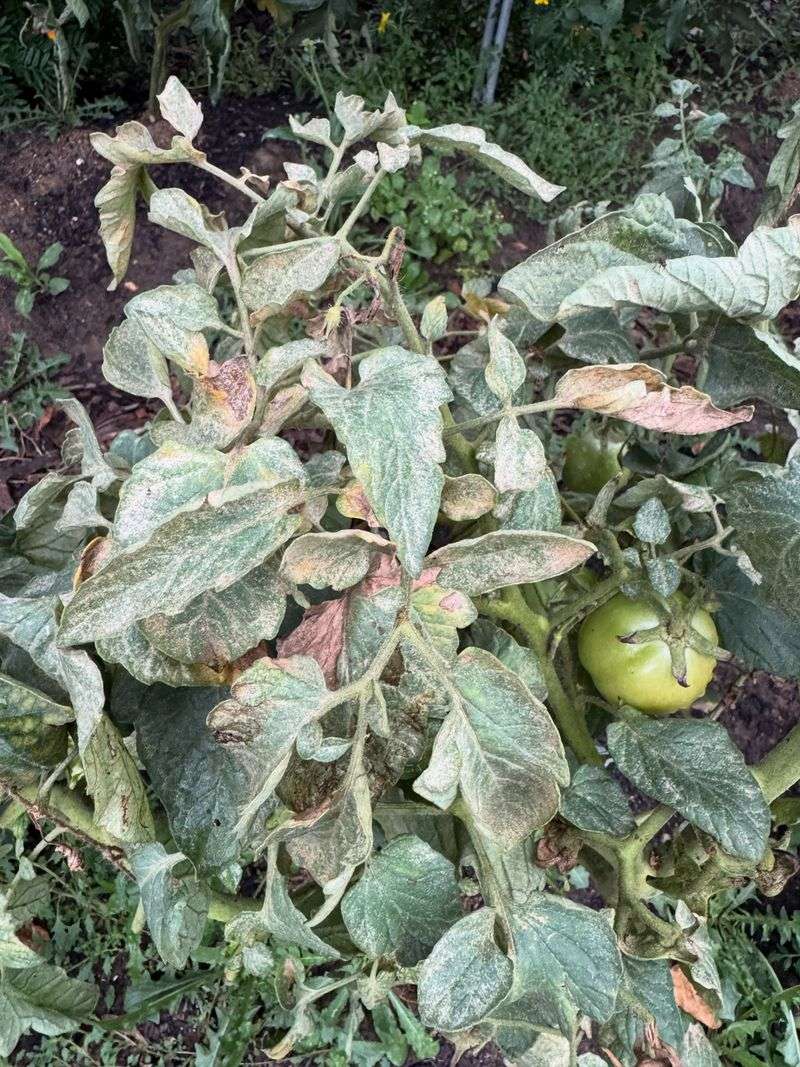 Tomatoes Become Easy Targets