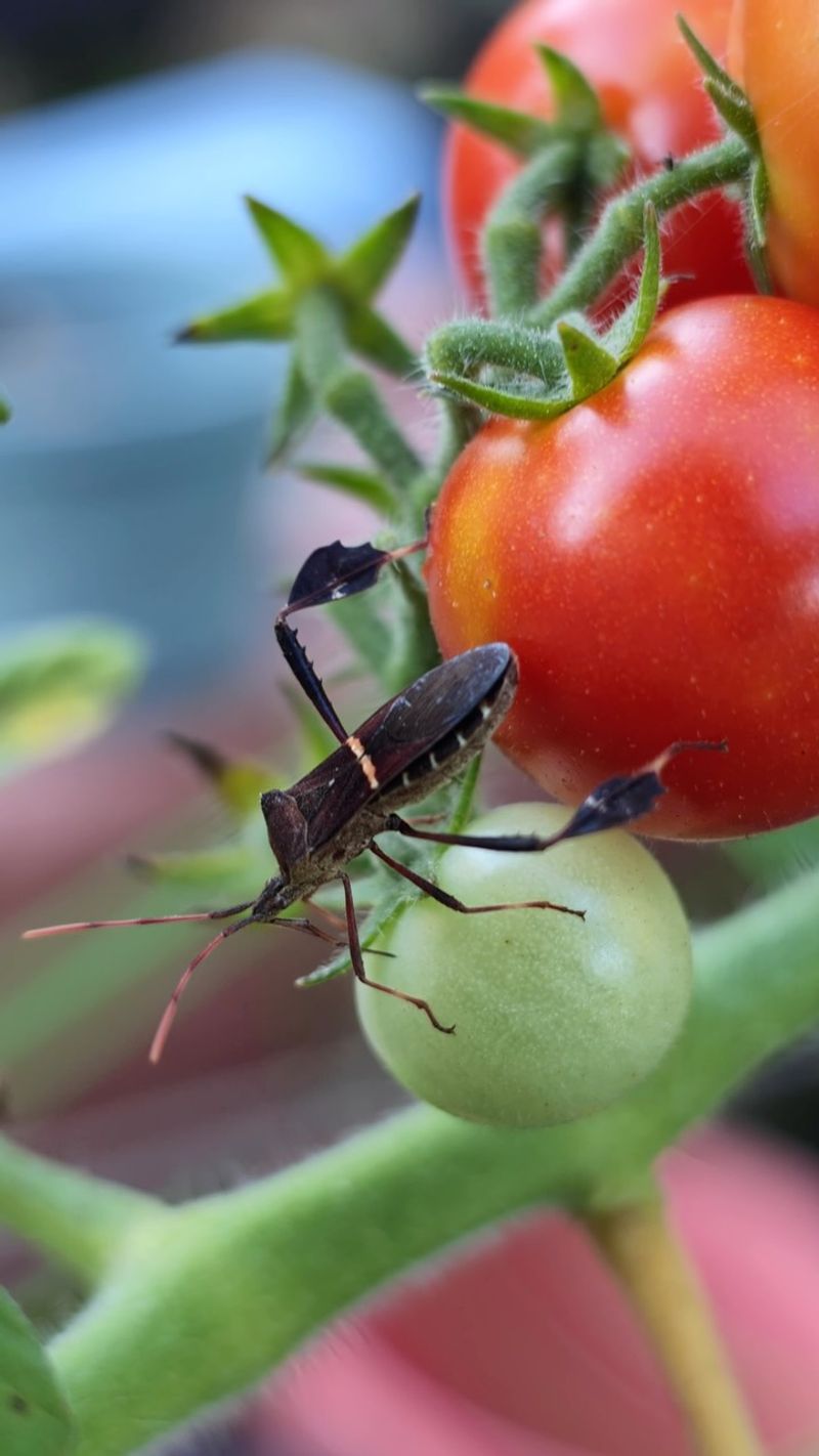 Tomatoes Get Small Sunken Spots