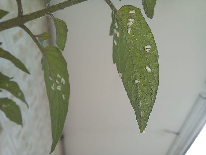 Tomatoes Hide Colonies Under Lower Leaves