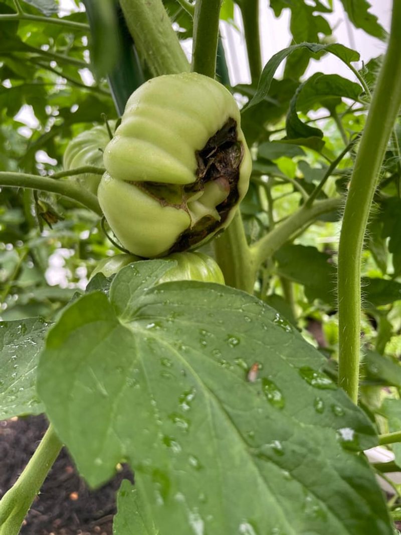 Tomatoes Losing Calcium While Gardeners Add More Salt Tomatoes Losing Calcium While Gardeners Add More Salt