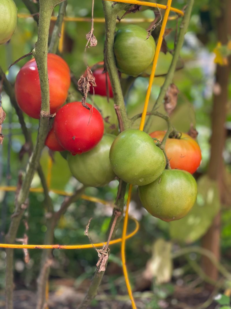 Tomatoes Need Extra Support Right Now Tomatoes Need Extra Support Right Now