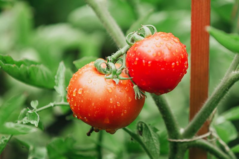 Tomatoes Still Need Consistent Moisture During Harvest