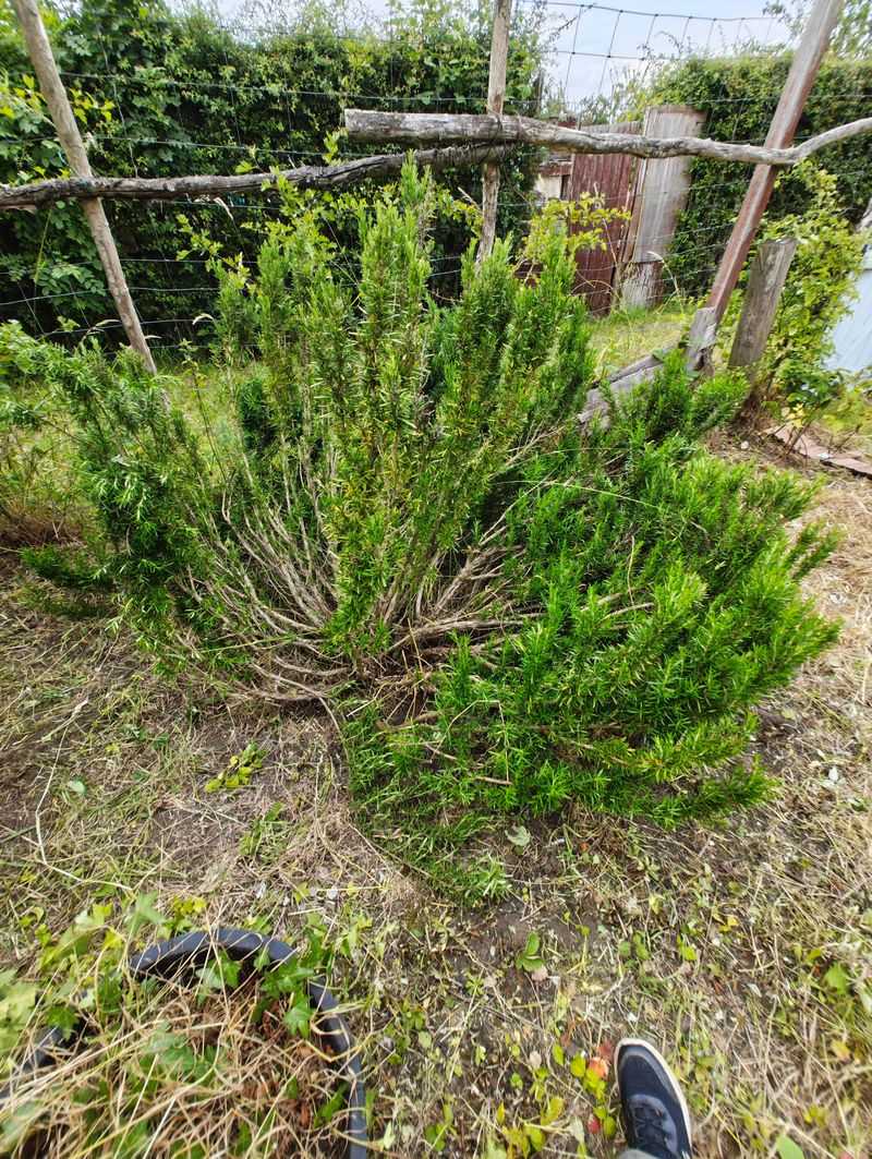 Too Little Pruning Lets The Woody Frame Take Over