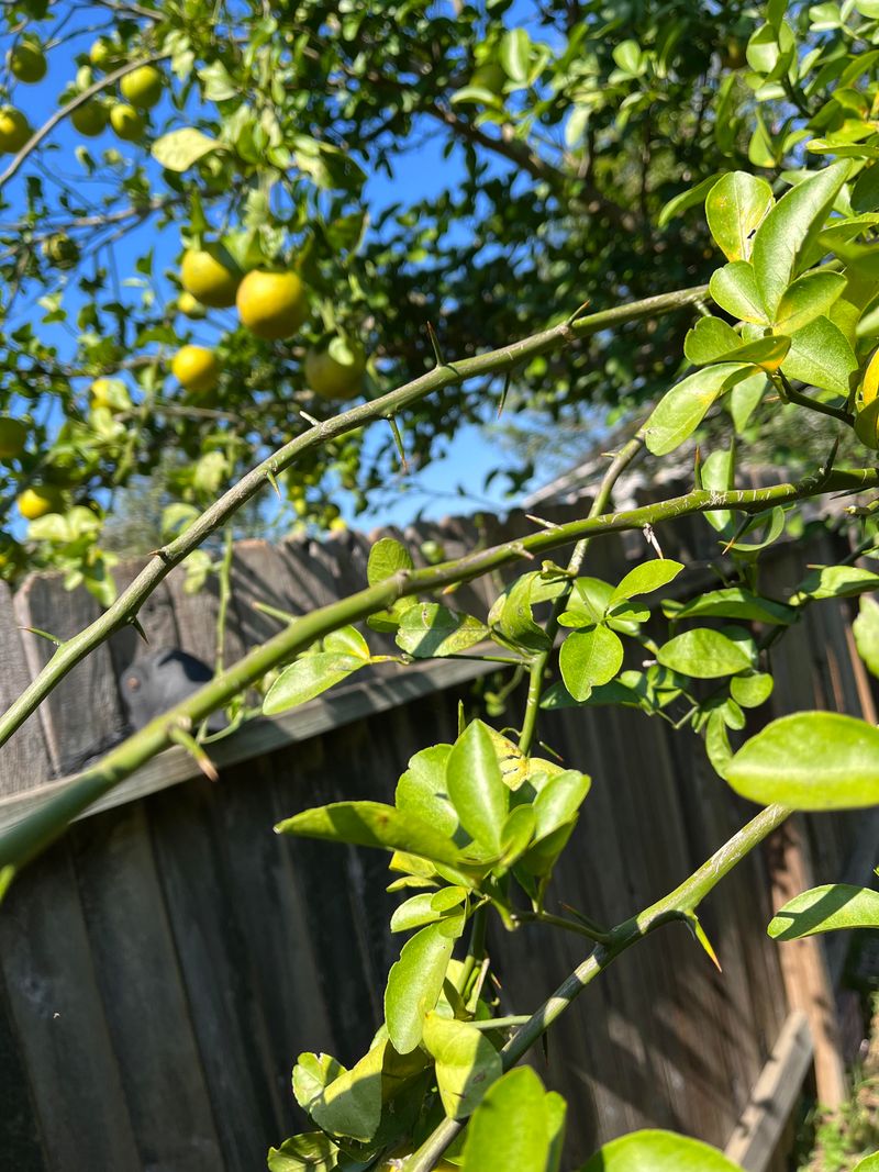 Too Many Cuts Mean Fewer Fruiting Branches