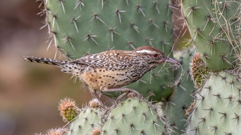 Too Much Activity Can Disturb Nesting Birds Too Much Activity Can Disturb Nesting Birds