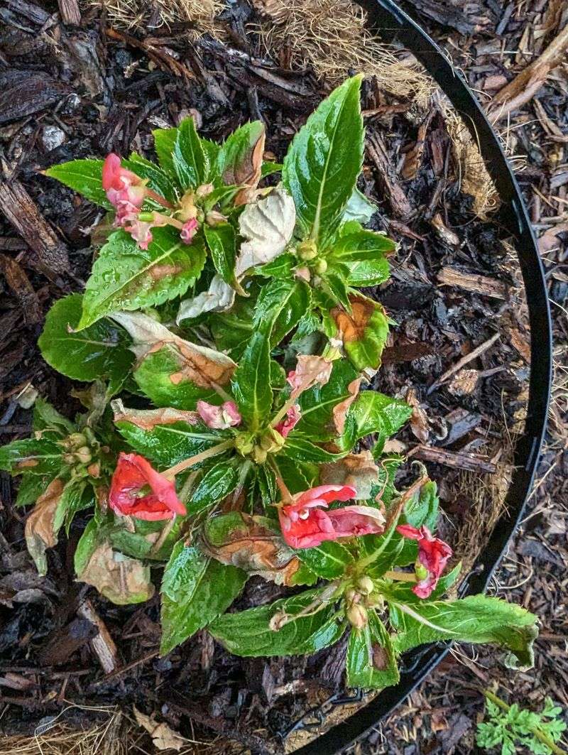 Too Much Afternoon Sun Leaves Thin Foliage Scorched