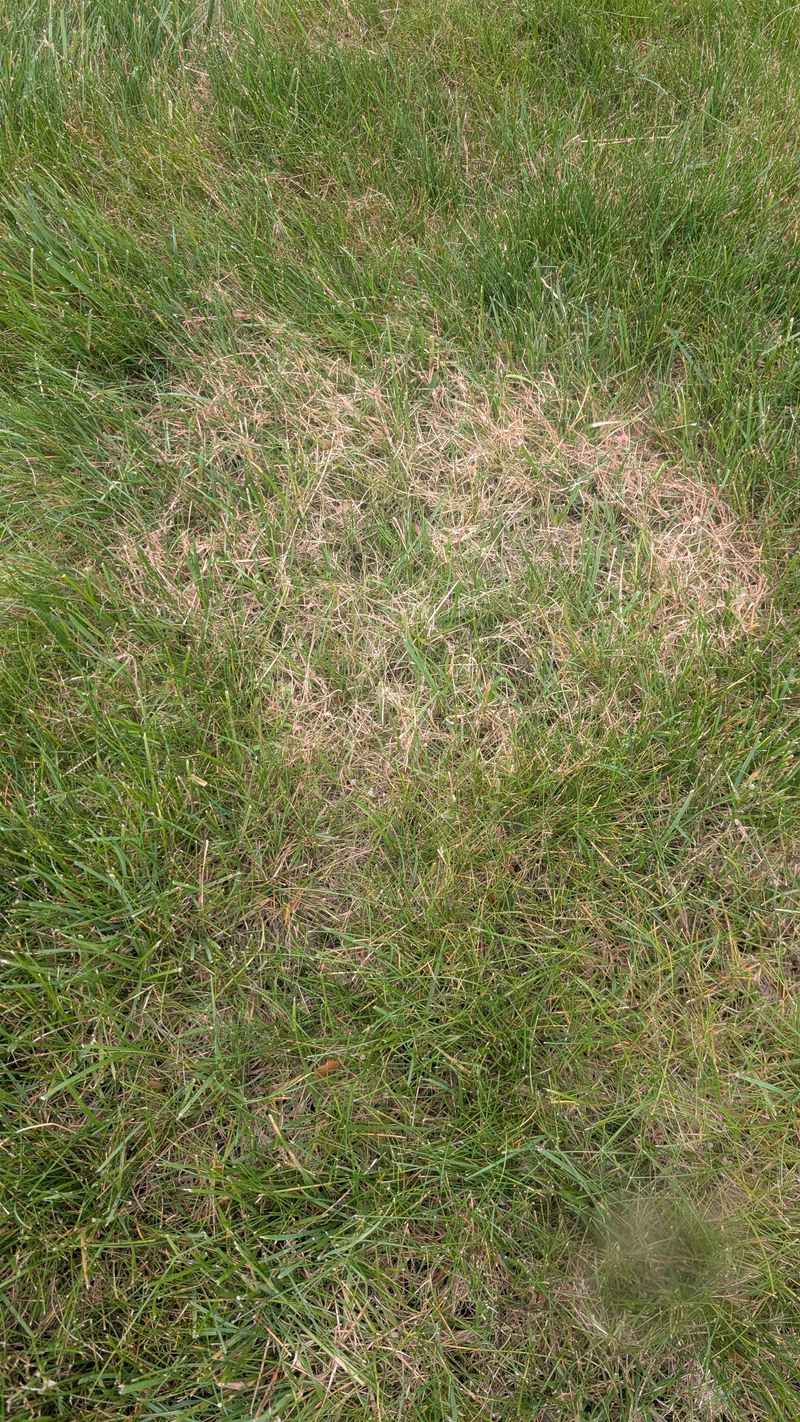 Too Much Fertilizer Can Create Problems Instead