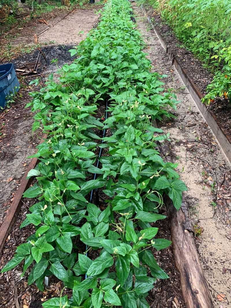 Too Much Fertilizer Can Give You Vines Instead Of Pods